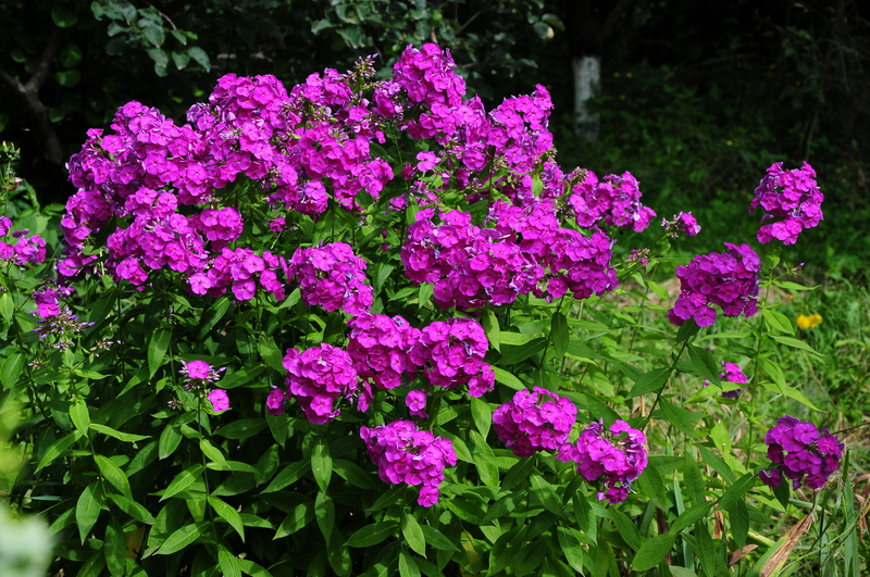 garden maintenance landscape design